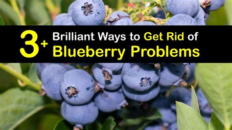 Handling Blueberry Problems - Treat Blueberry Diseases and Pests