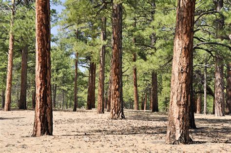 Identifying Pine Trees – Different Pine Trees You Can Grow In The Landscape