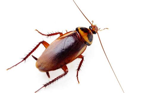 Brown Banded Cockroach - PermaTreat Pest & Termite Control