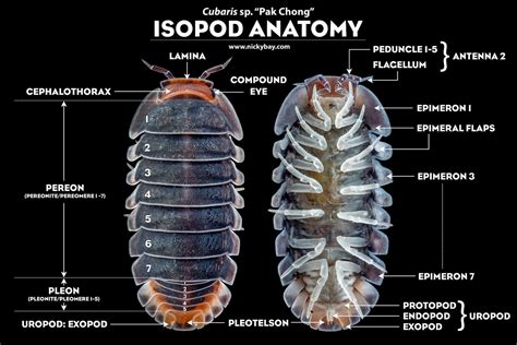 Pillbugs & Sowbugs: Isopoda Checklist - Macro Photography by Nicky Bay