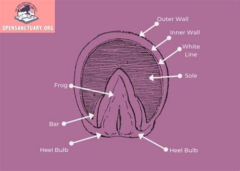 Horse Anatomy: The Hoof - The Open Sanctuary Project