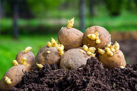 Harvesting Potatoes: How Do I Know When to Pick Potatoes?