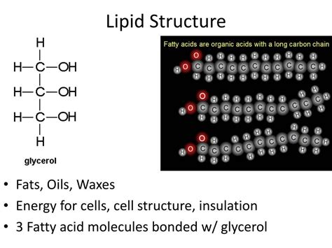 Lipids Poster