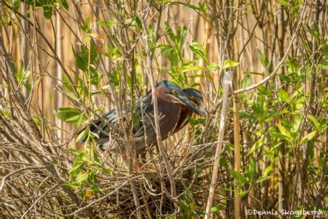 3505 Green Heron Nesting (Butorides virescens). Anahuac NWR, Texas ...