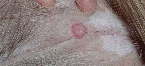 Ringworm in dogs - what is it and how is it treated?