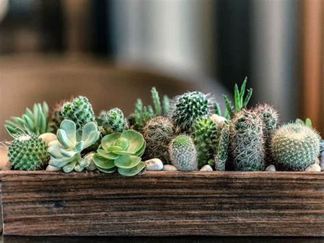 Cactus Vs. Succulent - Cacti And Succulents Identification