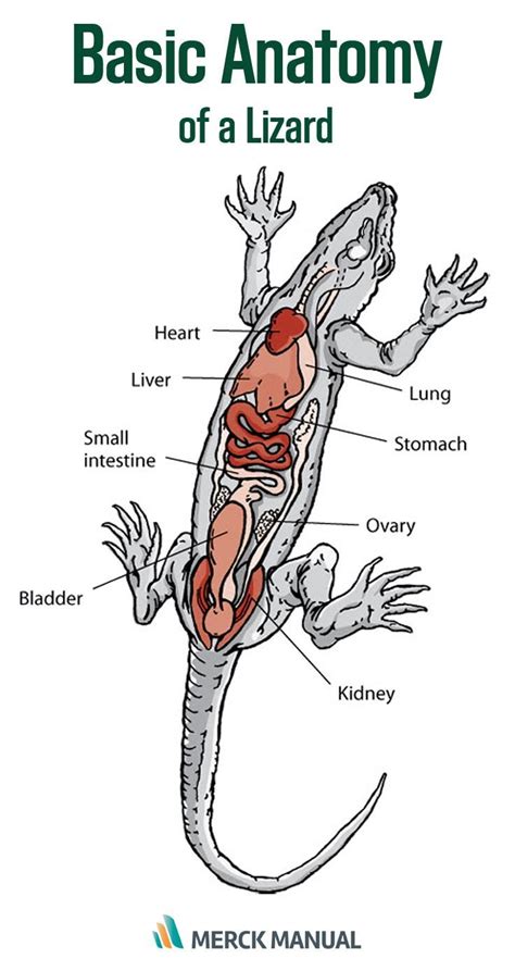 Lizard Internal Anatomy