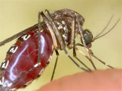 Mosquitoes carrying deadly diseases could invade 75% of America, warns ...