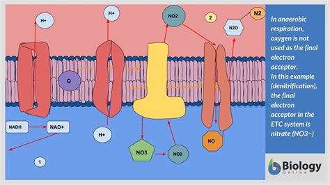 What is Anaerobic Respiration? The Definitive Guide - Biology Online