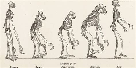 Acclaimed fossils might not depict human evolution