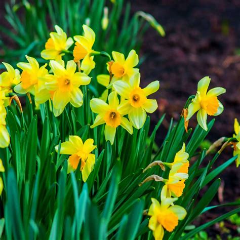 Fun Facts Of Daffodil Flowers - Southside Blooms