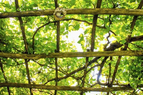 Pergola covered by the vine plant 27088040 Stock Photo at Vecteezy