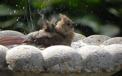 Top 10 Tips for Attracting Birds with Water – BWD Magazine