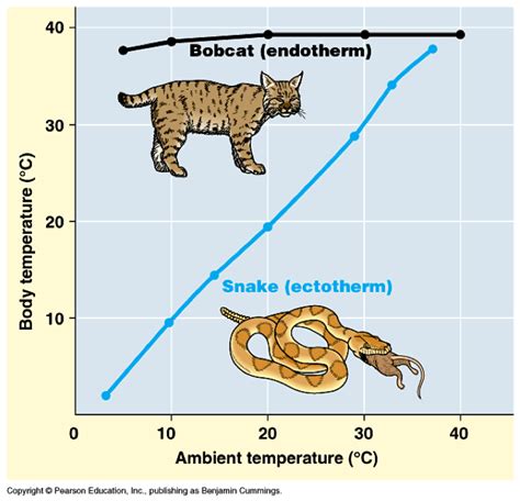 Class Reptilia – The Biology Classroom