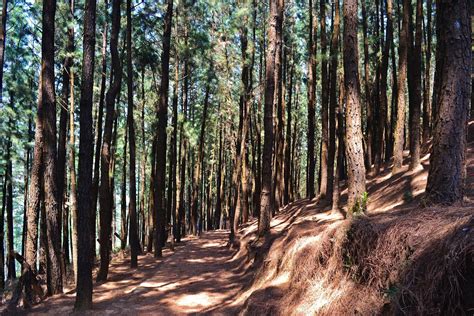 Photography & Me: Pine Forest at Vagamon