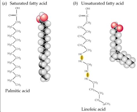 Fatty Acid Structure | Examples | Types | Physical & Chemical Properties