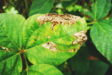 Garden Blight Treatment | Fasci Garden