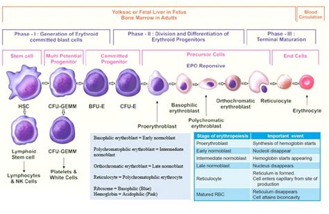 Erythropoiesis Simplified | Epomedicine