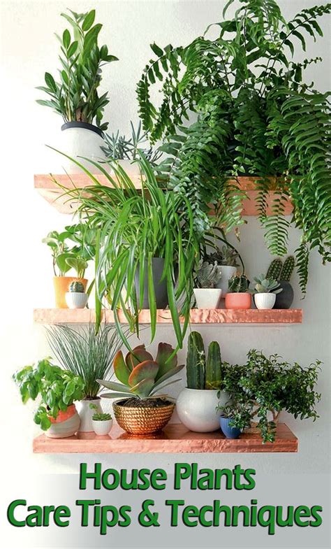 Quiet Corner:House Plants - Care Tips & Techniques - Quiet Corner