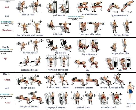 Image result for dumbbell lifts | Body workout plan, Workout plan gym ...