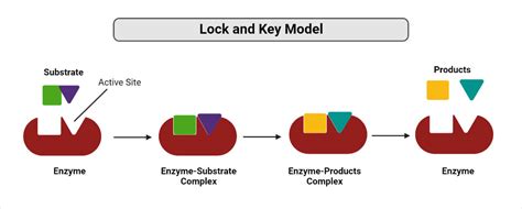 Enzyme Diagram Labeled