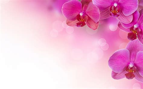 Pink Flowers Backgrounds - Wallpaper Cave