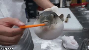 Pufferfish eating a carrot - Imgflip