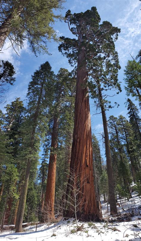 Giant Sequoia Trees