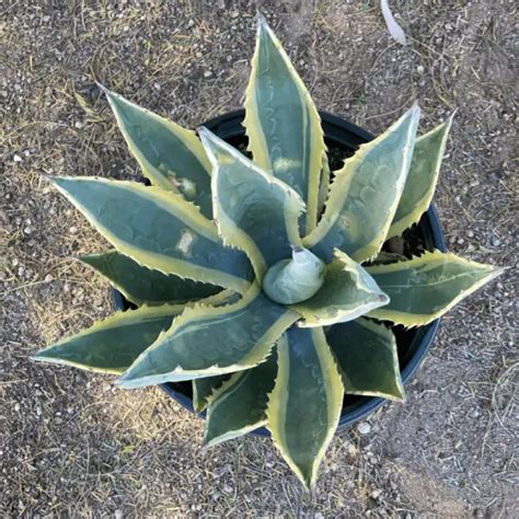 Agave americana variegata - Phoenix Desert Nursery