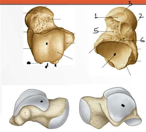 TALUS Diagram | Quizlet