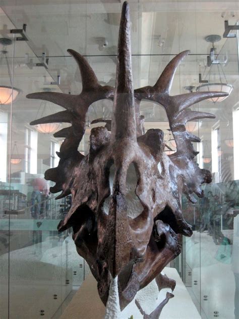 10 Facts About Styracosaurus