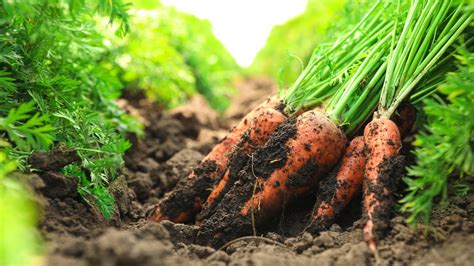 Carrot Growth Stages: How Fast do Carrots Grow?