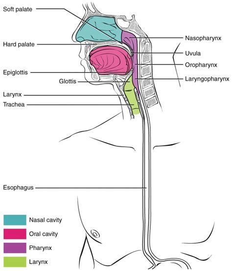 The Mouth, Pharynx, and Esophagus | Anatomy and Physiology II