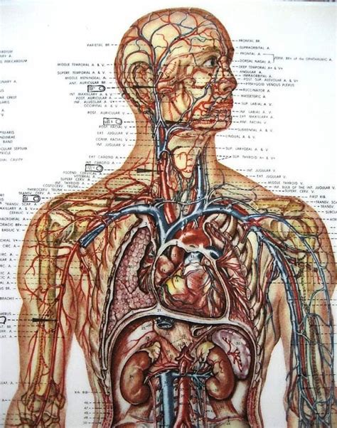 Drab Medical Human Anatomy Free Photos - Www