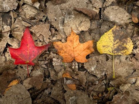 Fall Foliage Map: Rhode Island Approaches 2021 Peak | New England News ...