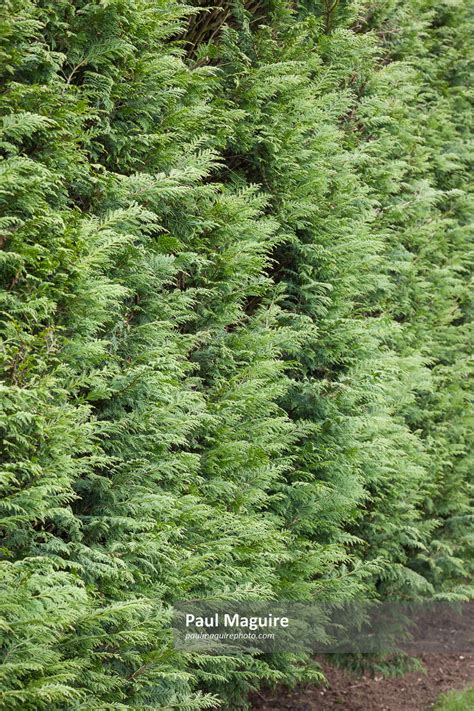 Stock photo - Evergreen leylandii hedge, UK garden detail - Paul Maguire