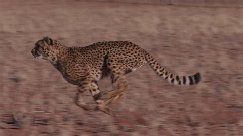 Cheetah Running Seamlessly Looped On Black Screen In Slow Motion, Real ...