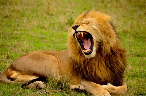 a male lion roaring while lying on grass, mighty roar 4k HD Wallpaper