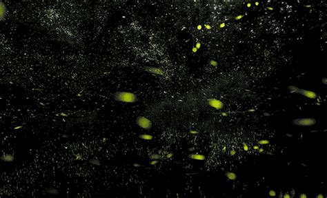 Timelapse Scenes of Swarming Fireflies by Vincent... | Colossal