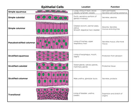 Types Of Epithelial Cells