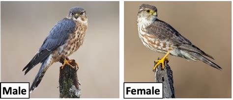 7 Types of Falcons Found in the United States! (2024) - Bird Watching HQ