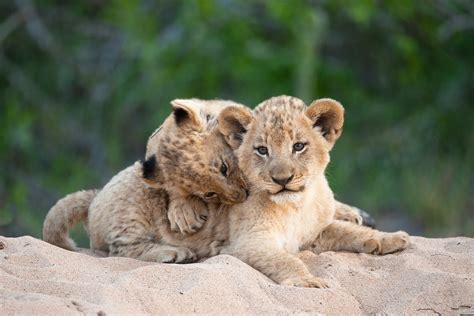 30 Cute Baby Animal Photos Found In The Wild - 500px