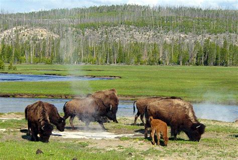 Camping In Yellowstone National Park • Travel Tips