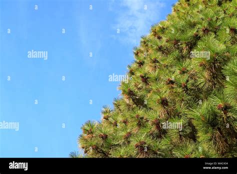 Evergreen foliage of a pine tree with uncountable cones against sunny ...