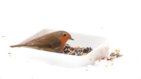 robin bird feeding winter fodder white Stock Footage Video (100% ...