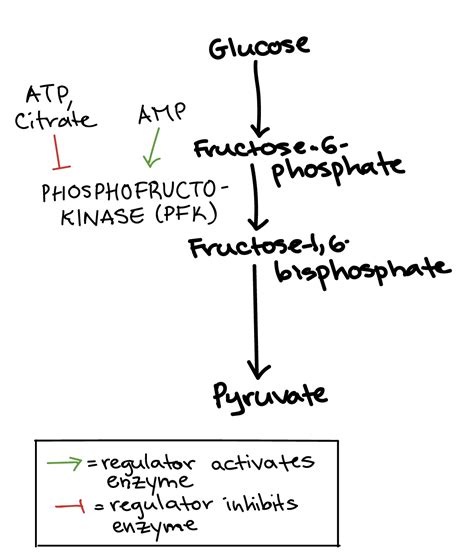 Phosphofructokinase An Overview ScienceDirect Topics, 46% OFF