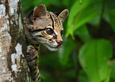 One of the lesser known felines of the Honduran rainforest, the ...