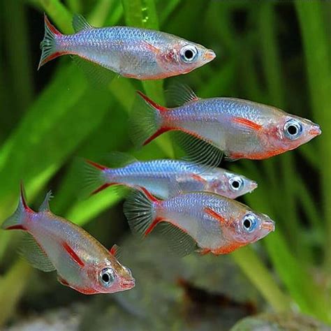 Aquarium Central -Japanese Rice Fish - Daisy's Blue Ricefish ( Oryzias ...