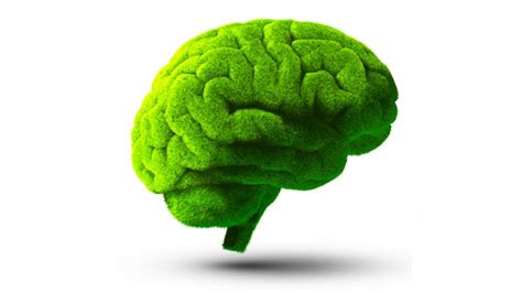 Brain Stock Photography Green Clip Art, PNG, 1767x994px, Watercolor ...