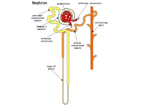 Proximal Convoluted Tubule – Earth's Lab